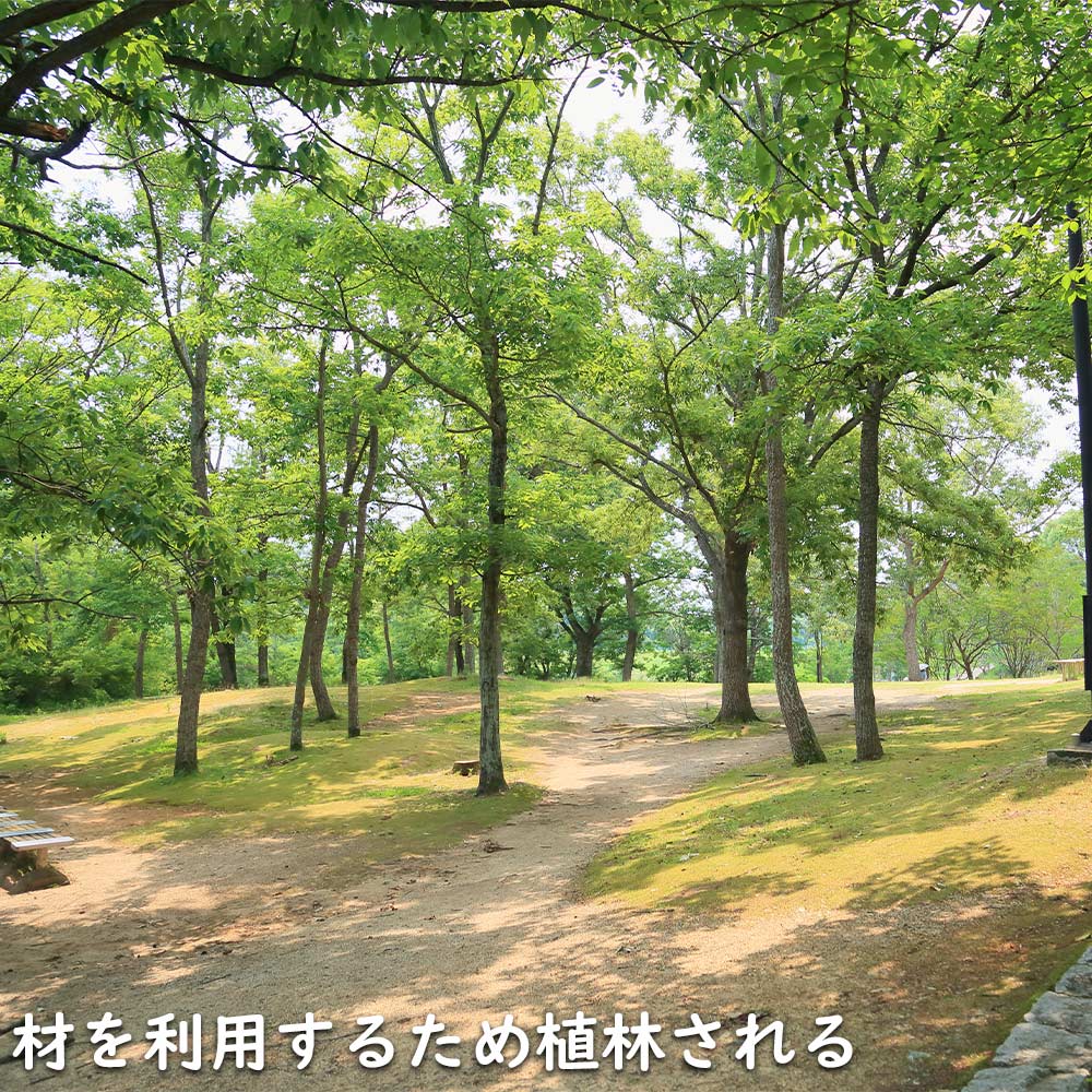 コナラ 単木 2.3m 露地 苗木 OCQ2342598853