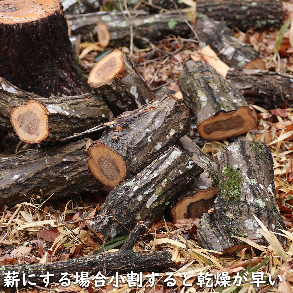 コナラ 単木 2.3m 露地 苗木 OCQ2342598853