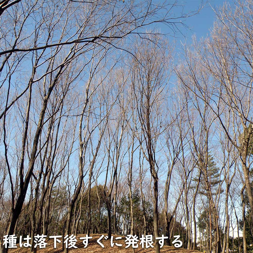 コナラ 単木 2.3m 露地 苗木 OCQ2342598853