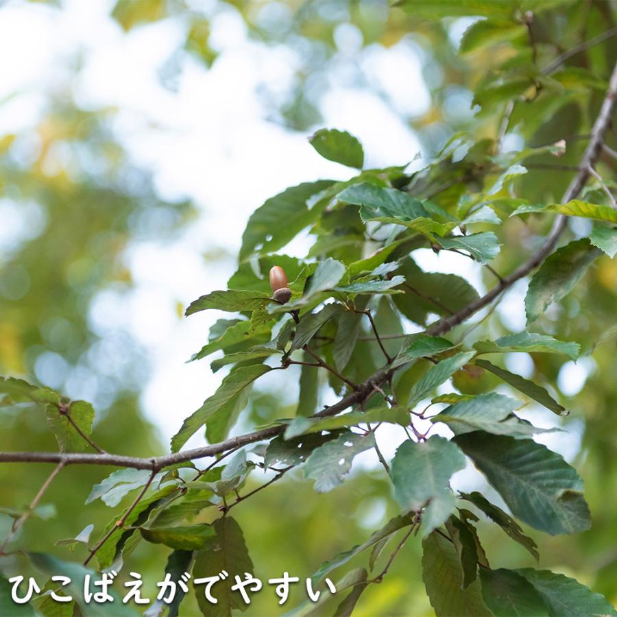 コナラ 単木 2.3m 露地 苗木 OCQ2342598853