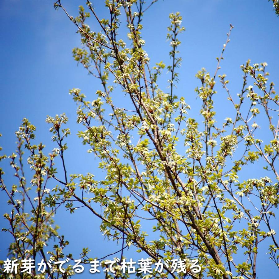 コナラ 単木 2.3m 露地 苗木 OCQ2342598853