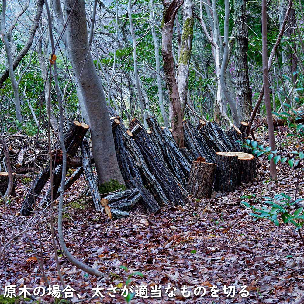 コナラ 単木 2.3m 露地 苗木 OCQ2342598853