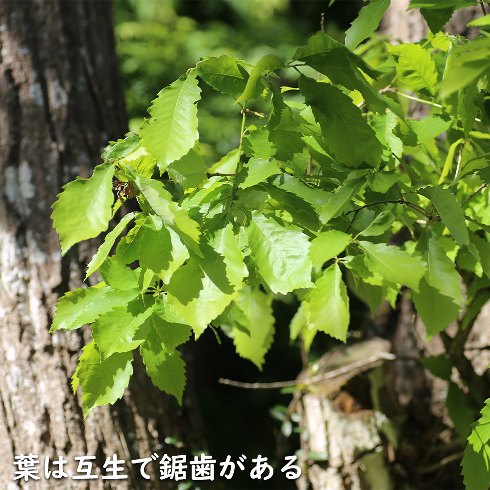 コナラ 単木 2.3m 露地 苗木 OCQ2342598853