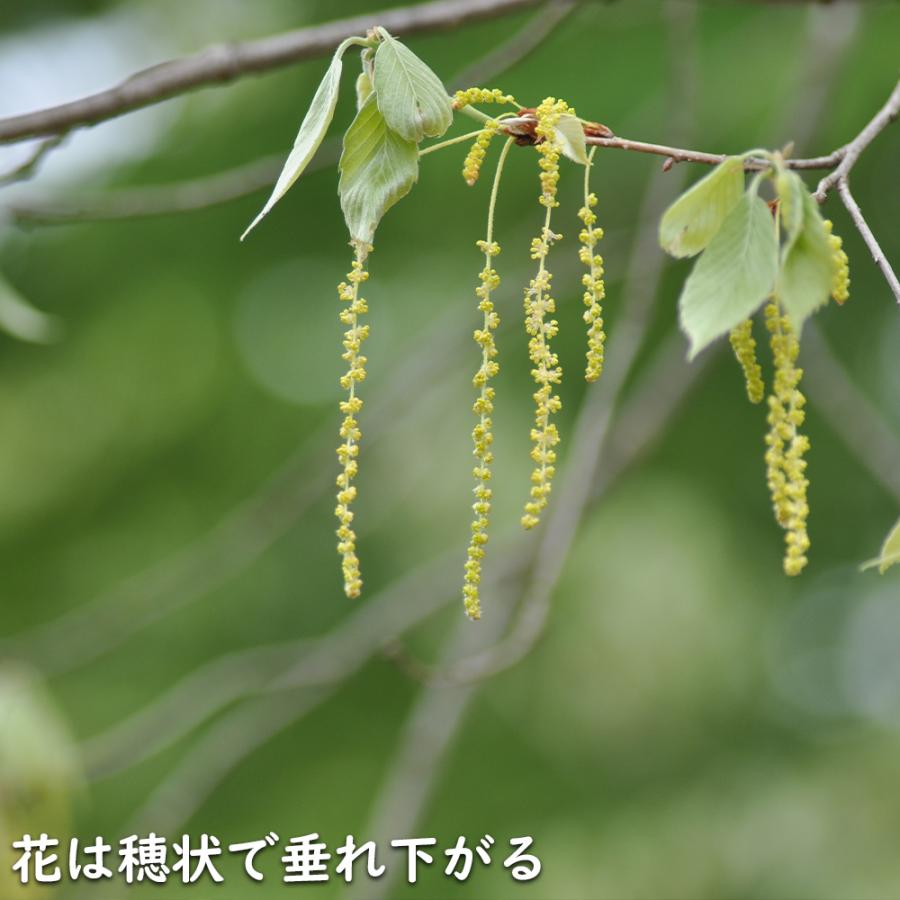 コナラ 単木 2.3m 露地 苗木 OCQ2342598853