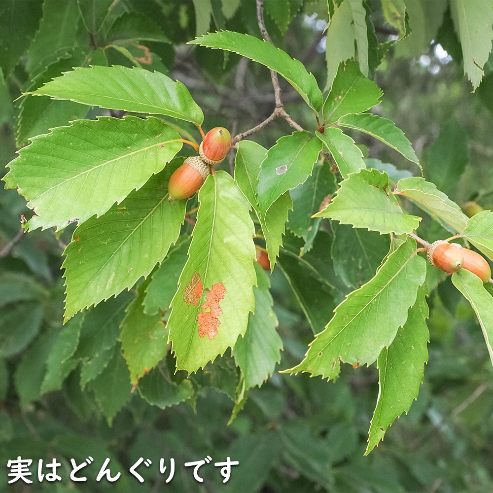 コナラ 単木 2.3m 露地 苗木 OCQ2342598853