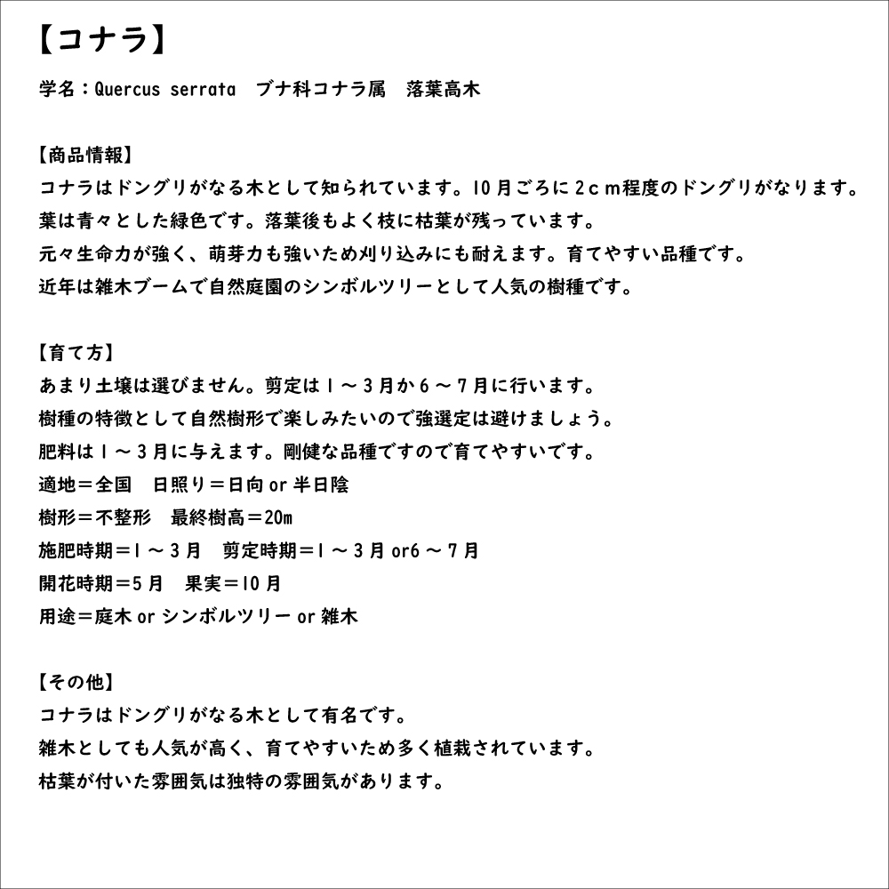 コナラ 株立ち 0.8m 15cmポット 苗｜green-netbox｜08
