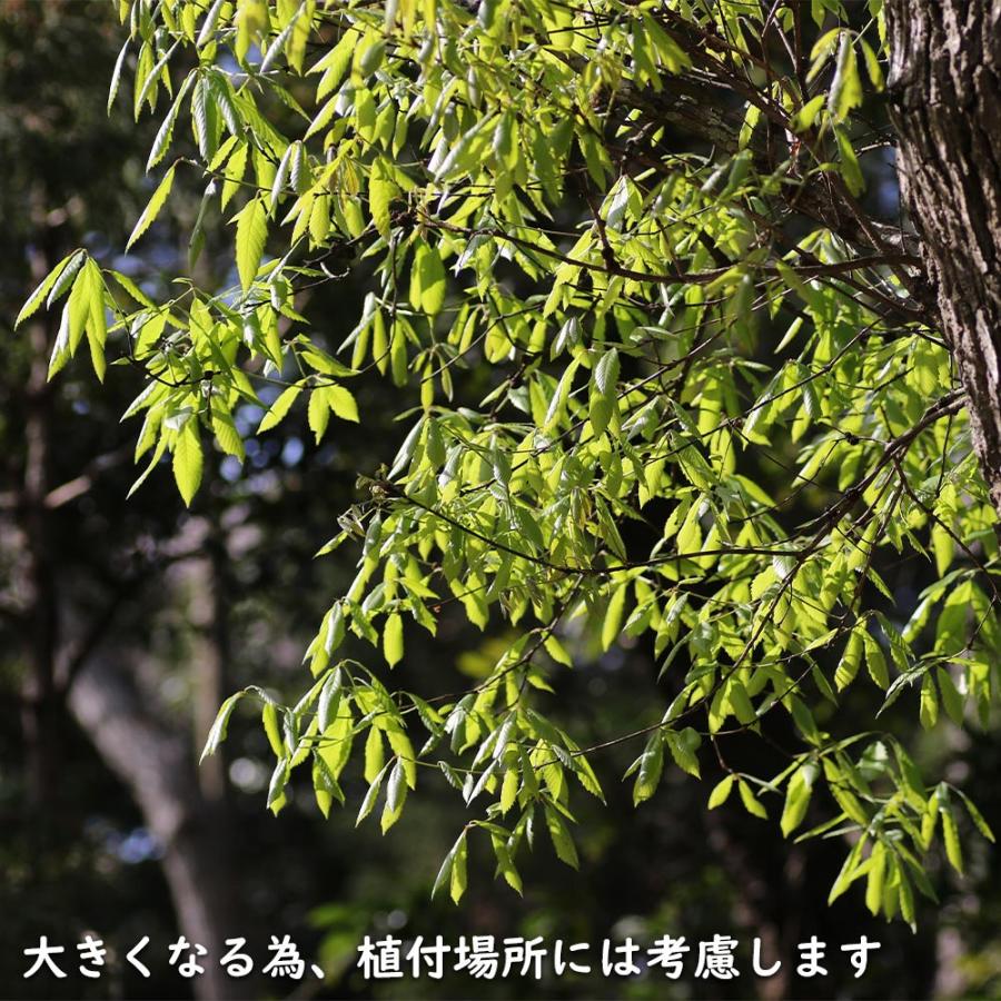 大注目】【大注目】コナラ 0.3m 10.5cmポット 苗 落葉樹