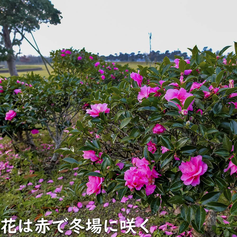 カンツバキ 0.5m 露地 苗 - 通販 - www.minproff.cm