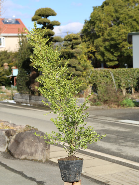 最高級 キンメツゲ 0.8m 15cmポット 苗 - tokyo-bunka.com