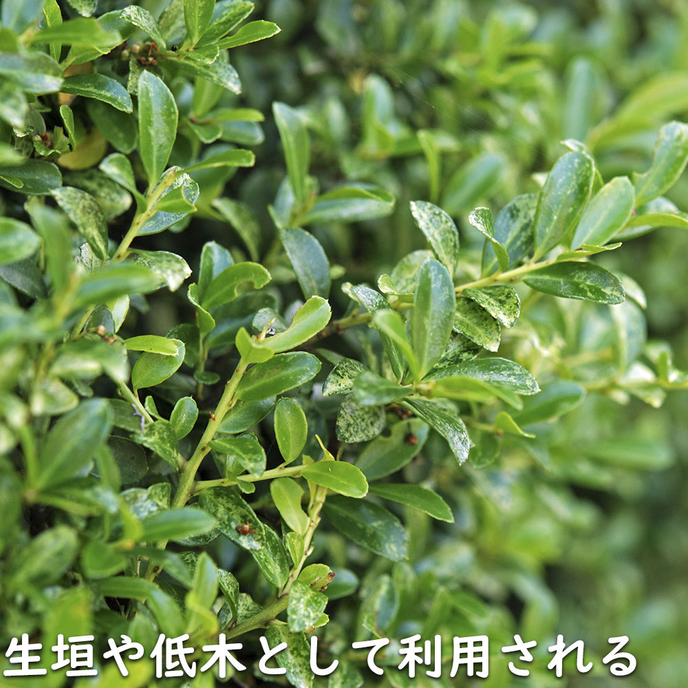 キンメツゲ 2m 露地 苗木 : トオヤマグリーン - 通販 - Yahoo キンメツゲ 2m 露地 苗木 : トオヤマグリーン - 通販 - Yahoo