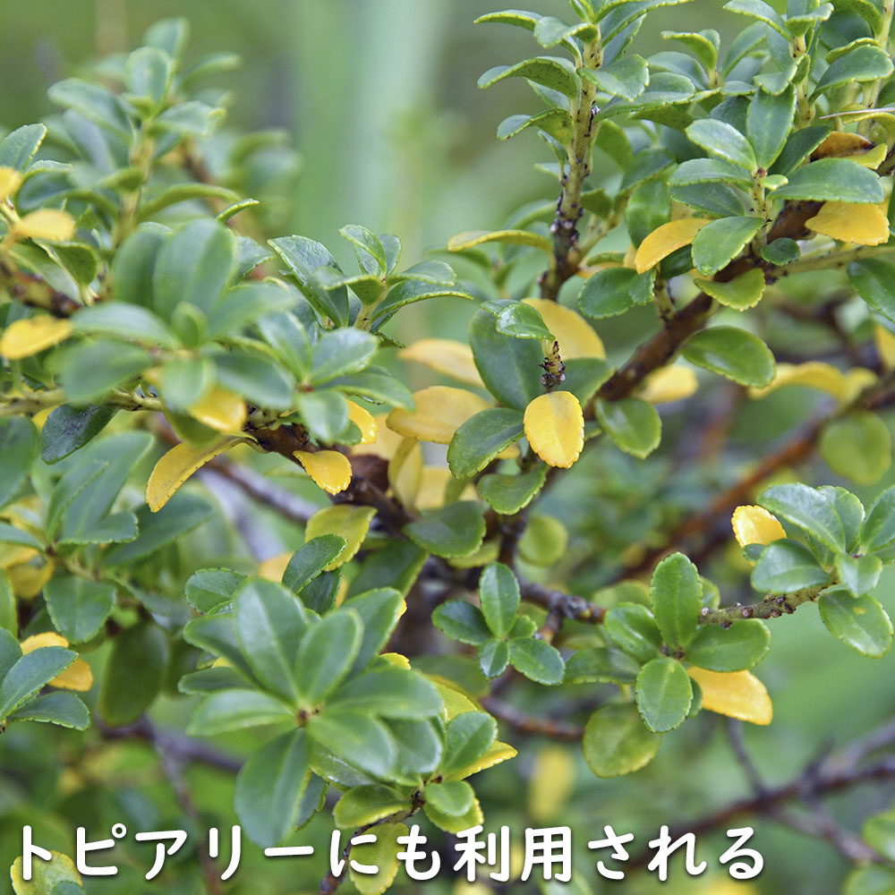 キンメツゲ 2m 露地 苗木 : トオヤマグリーン - 通販 - Yahoo