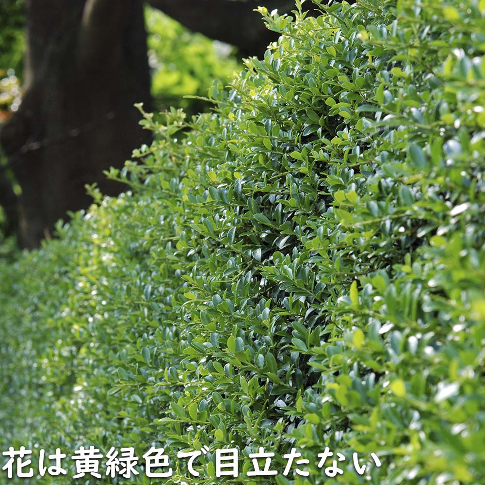 楽天市場】ツゲ 苗 金芽ツゲ ゴールデンシャワー 4号鉢 盆栽