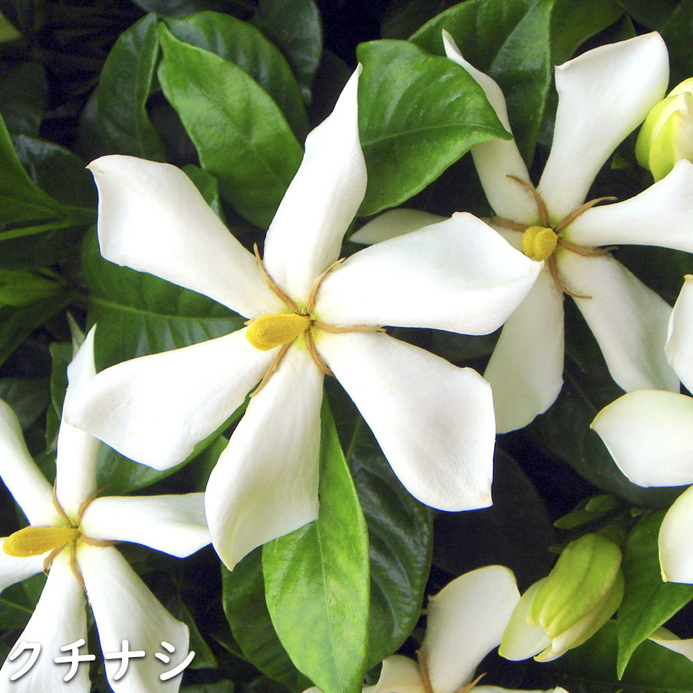 クチナシ 0.4m 15cmポット 10個 苗 N1885233592