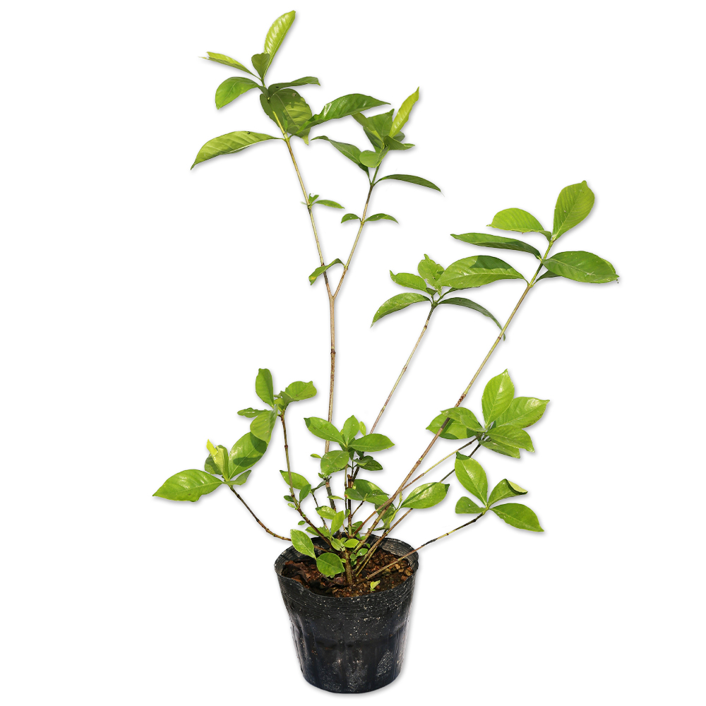 クチナシ 0.4m 15cmポット 10個 苗(9295円)