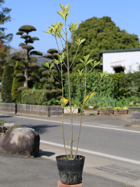 クチナシ 0.6m 15cmポット 10個 苗 : トオヤマグリーン - 通販 - Yahoo