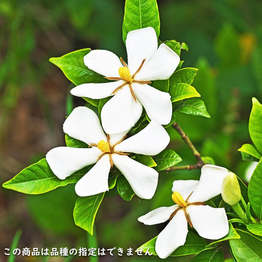 クチナシ 0.4m 15cmポット 10個 苗 N1885233592