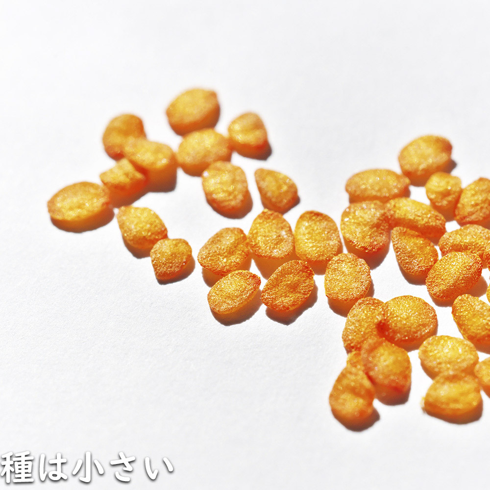 クチナシ 0.4m 15cmポット 10個 苗 N1885233592