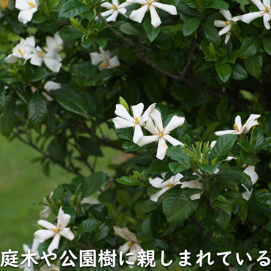 クチナシ 0.4m 15cmポット 10個 苗 N1885233592