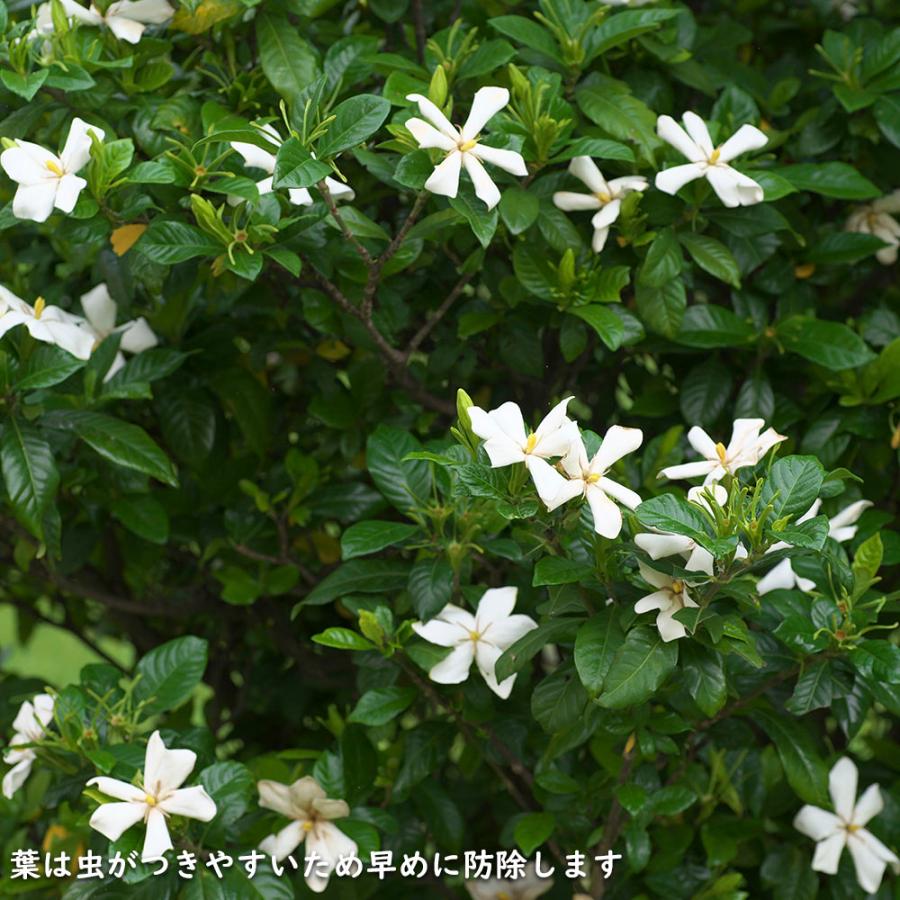 クチナシ 0.4m 15cmポット 10個 苗 N1885233592