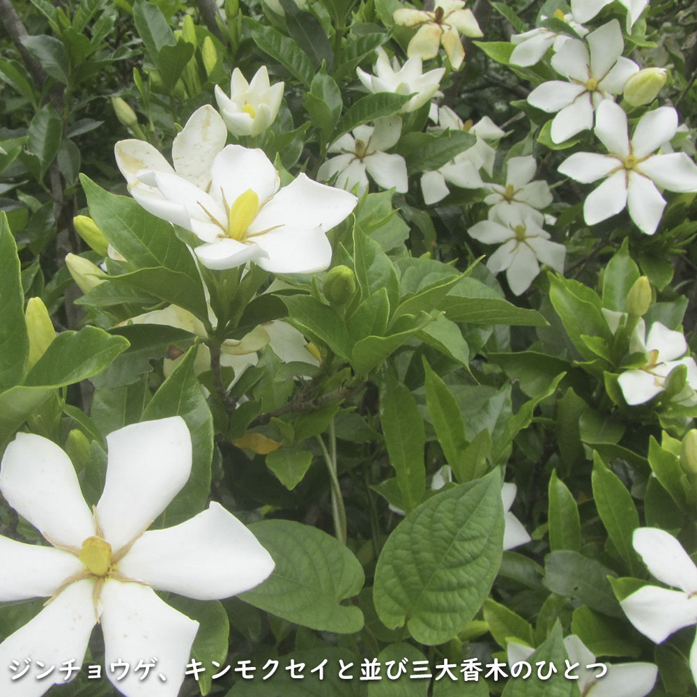 クチナシ 0.4m 15cmポット 10個 苗 N1885233592