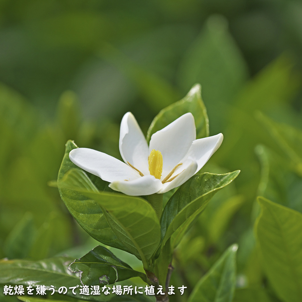 クチナシ 0.4m 15cmポット 10個 苗 N1885233592