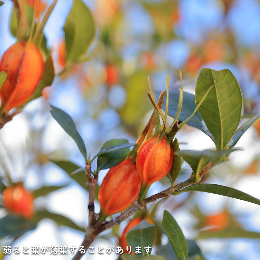 クチナシ 0.4m 15cmポット 10個 苗 N1885233592
