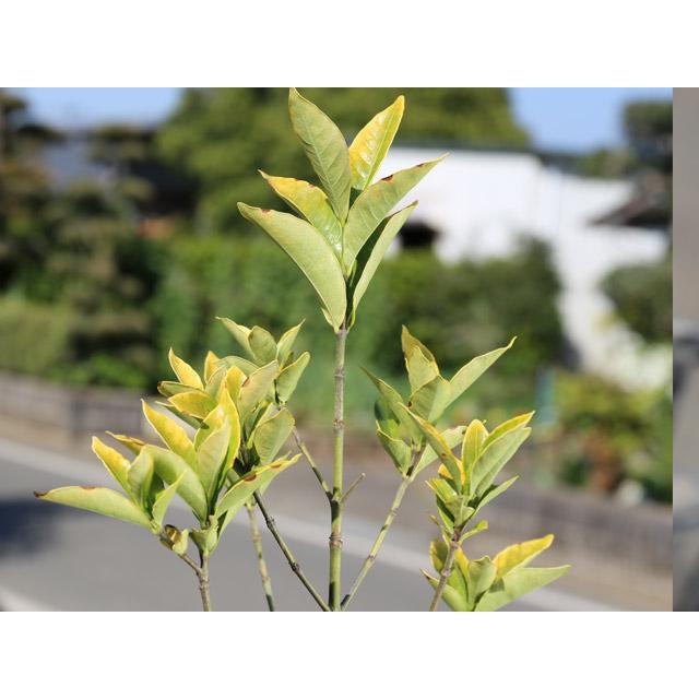 クチナシ 0.4m 15cmポット 10個 苗 N1885233592