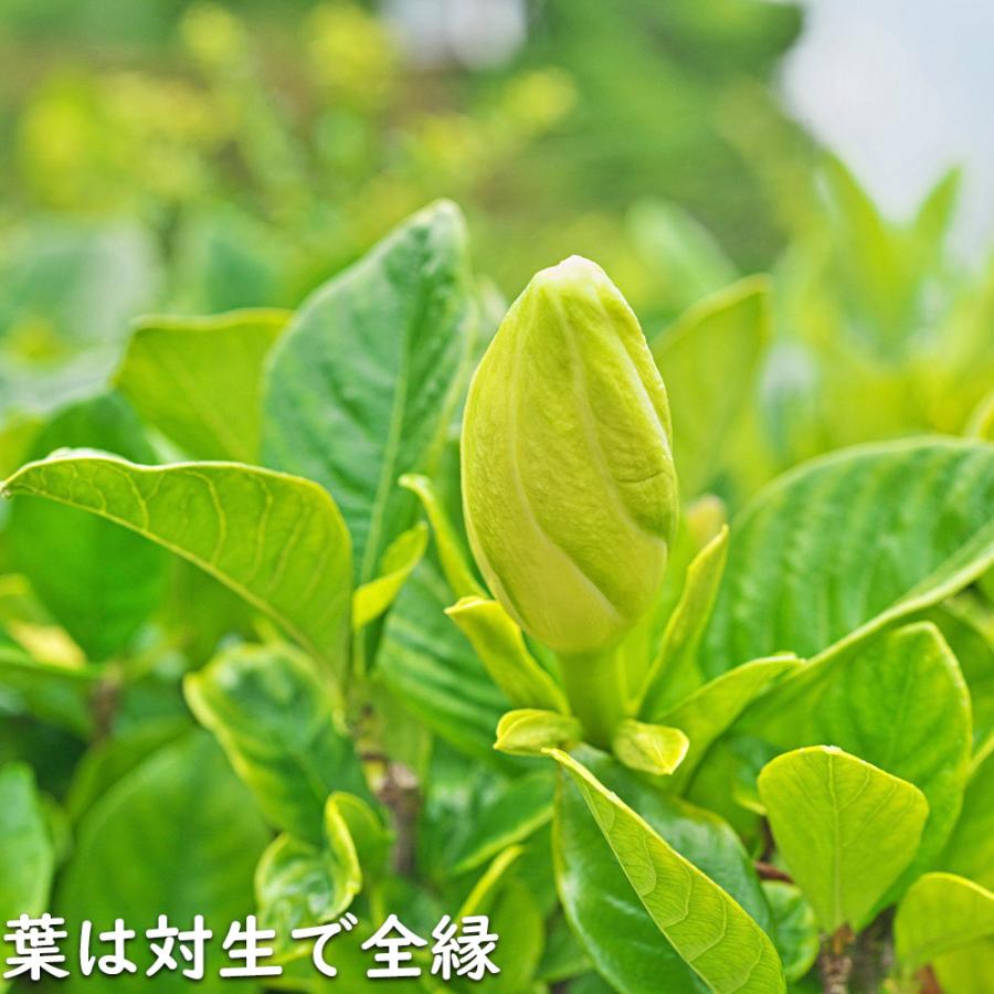 クチナシ 0.4m 15cmポット 10個 苗 N1885233592