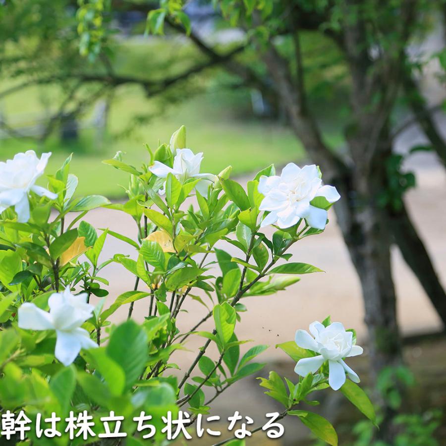 クチナシ 0.4m 15cmポット 10個 苗 N1885233592