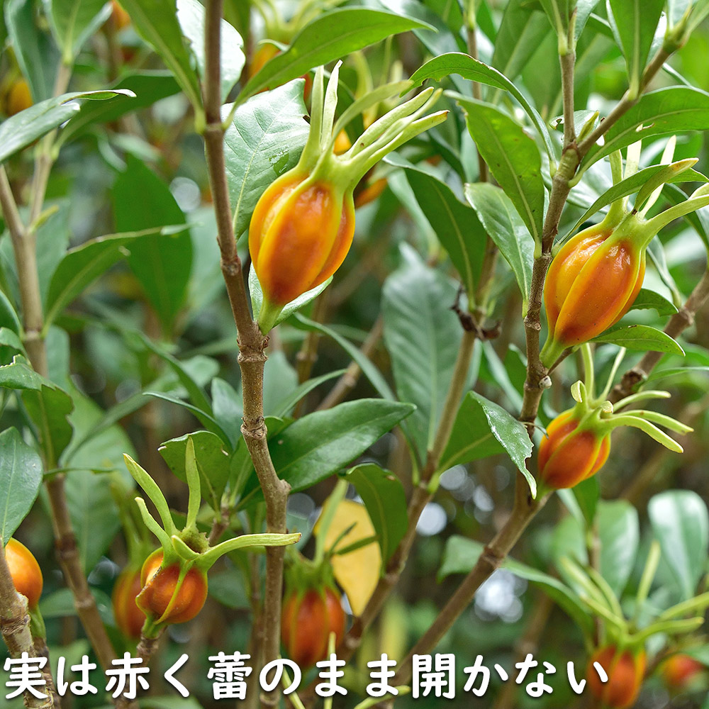 クチナシ 0.4m 15cmポット 10個 苗 N1885233592