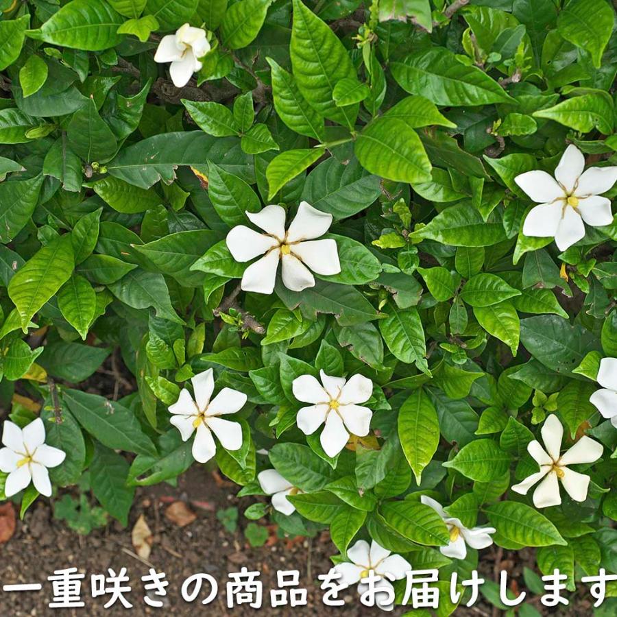 クチナシ 0.4m 15cmポット 10個 苗 N1885233592