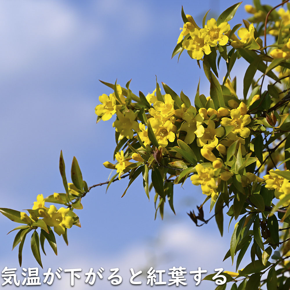 カロライナジャスミン 2m長尺 13.5cmポット 2個 苗木 : トオヤマ