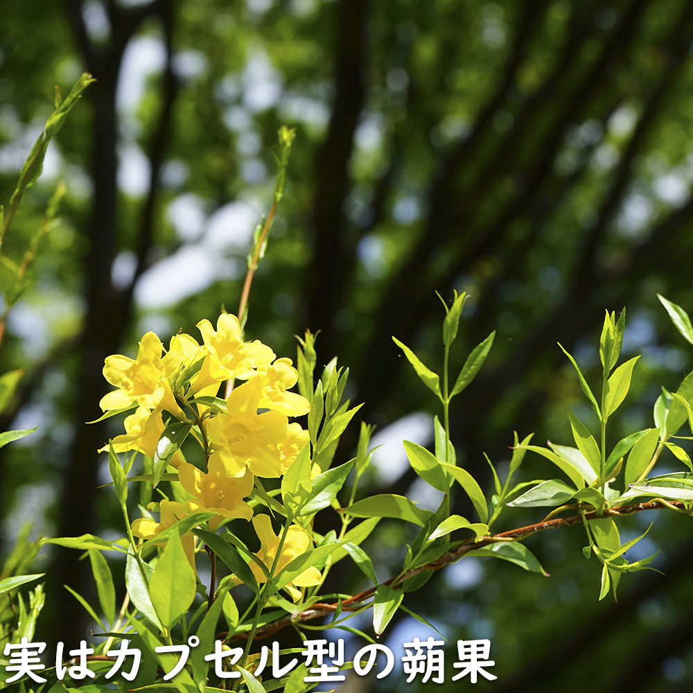 カロライナジャスミン 2m長尺 13.5cmポット 2個 苗木 : トオヤマ