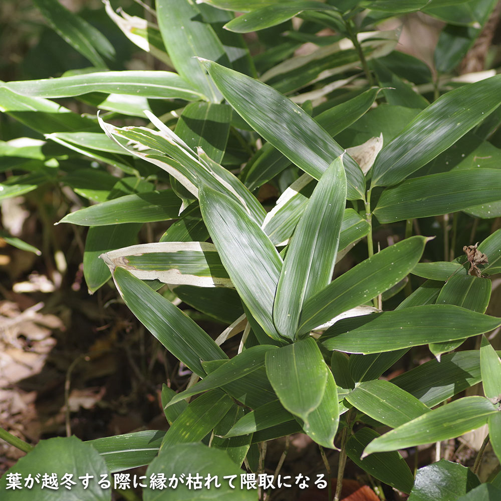 クマザサ 10.5cmポット 15個 苗 : トオヤマグリーン - 通販 - Yahoo