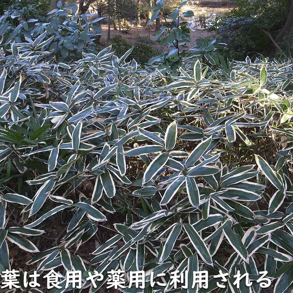 クマザサ 10.5cmポット 20個 苗 : トオヤマグリーン - 通販 - Yahoo