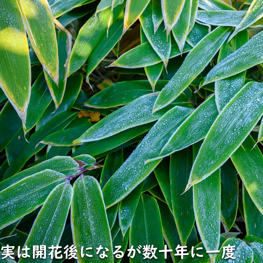クマザサ 10.5cmポット 25個 苗｜green-netbox｜07