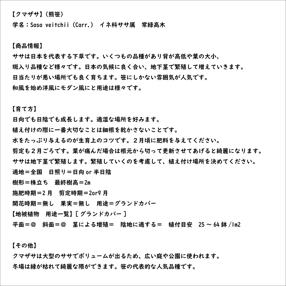 クマザサ 10.5cmポット 25個 苗｜green-netbox｜08