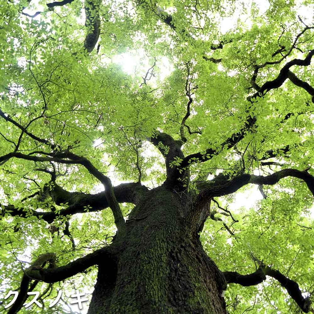 クスノキ 1.5m 露地 2本 苗木 クスノキ 1.5m 露地 2本 苗木