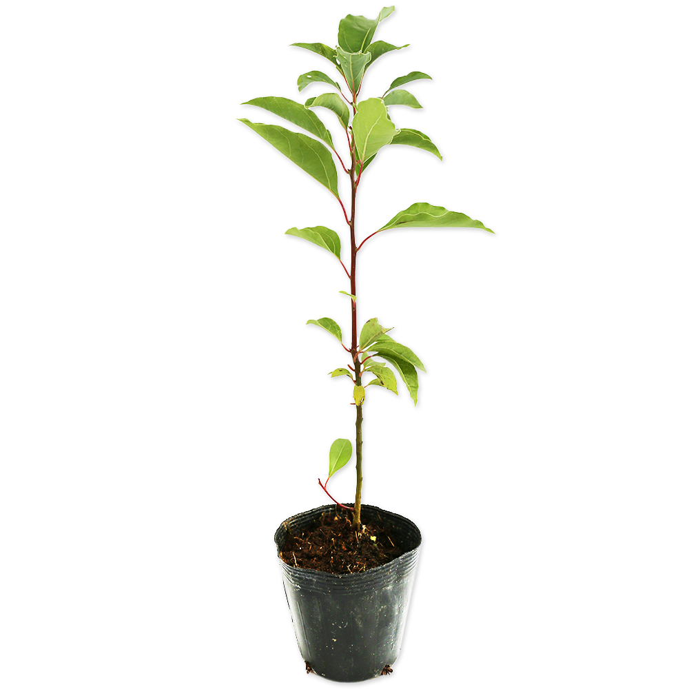 クスノキ 0.3m 10.5cmポット 苗 - 常緑樹