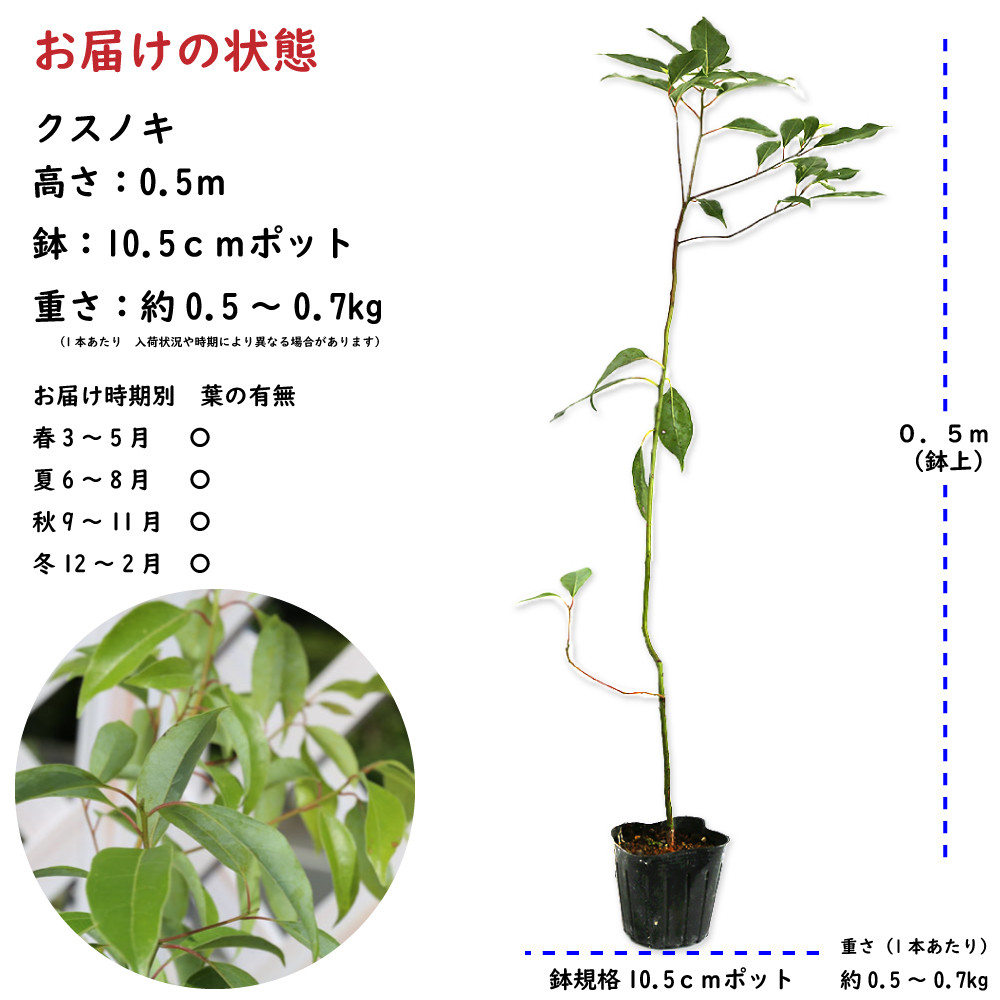 クスノキ 0.8m 15cmポット 10本 苗-