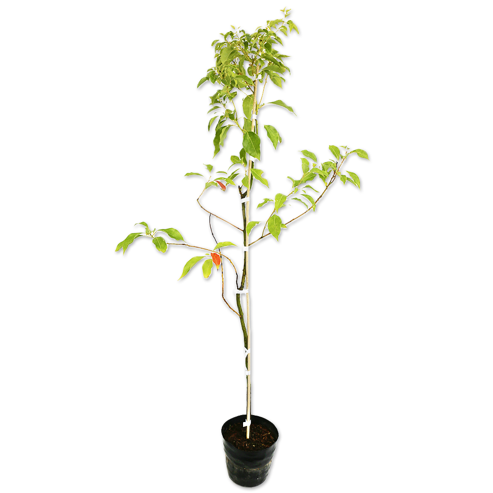 クスノキ 1m 15cmポット 苗 : トオヤマグリーン - 通販 - Yahoo