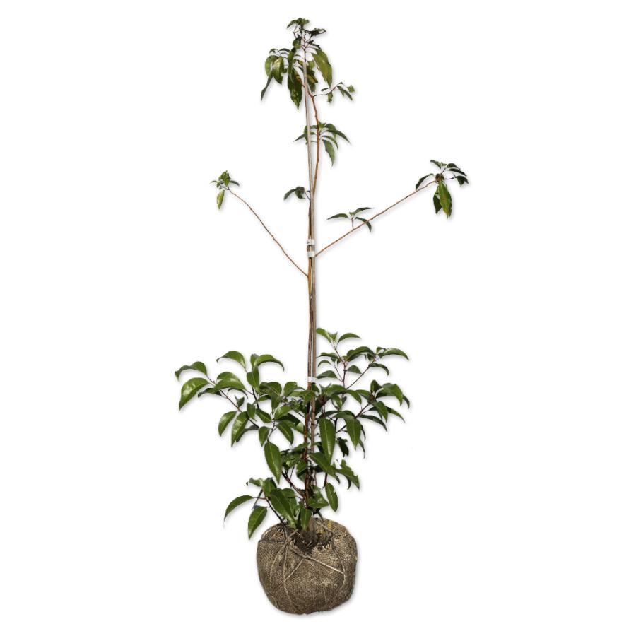 クスノキ 1.2m 露地 2本 苗(13200円)