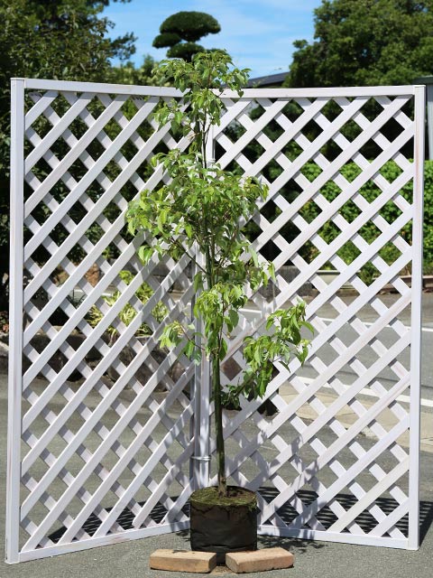 【新品 送料込み】 クスノキ 1.5m 露地 2本 苗木 【2071045682】(13552円)