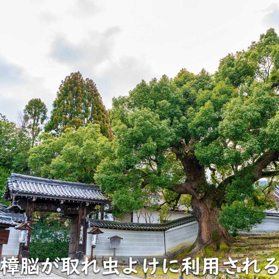 新入荷 クスノキ 1.2m 露地 2本 苗 【2017253109】 (13200円)