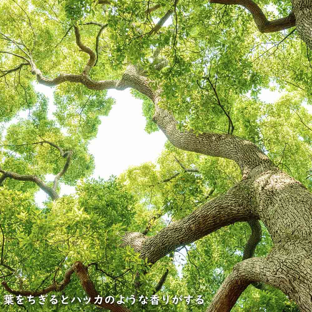 新入荷 クスノキ 1.2m 露地 2本 苗 【2017253109】 (13200円)