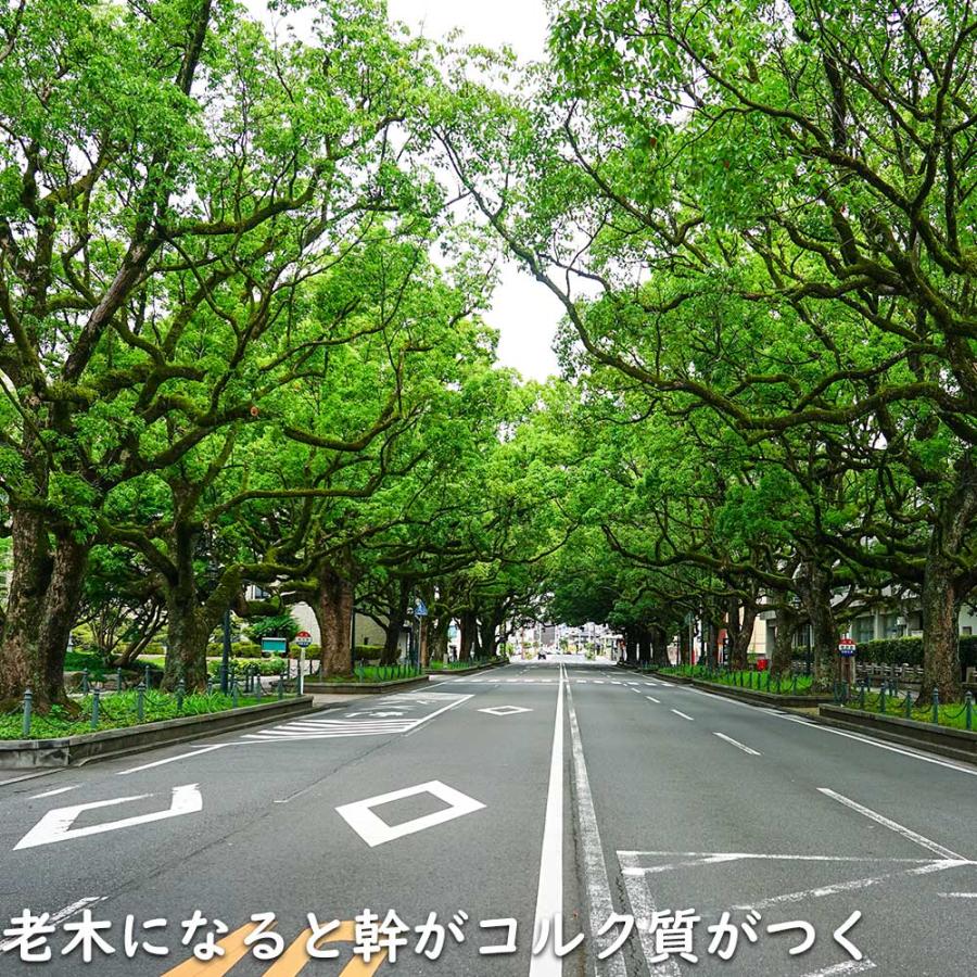 新入荷 クスノキ 1.2m 露地 2本 苗 【2017253109】 (13200円)