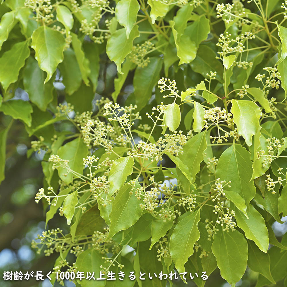 新入荷 クスノキ 1.2m 露地 2本 苗 【2017253109】 (13200円)
