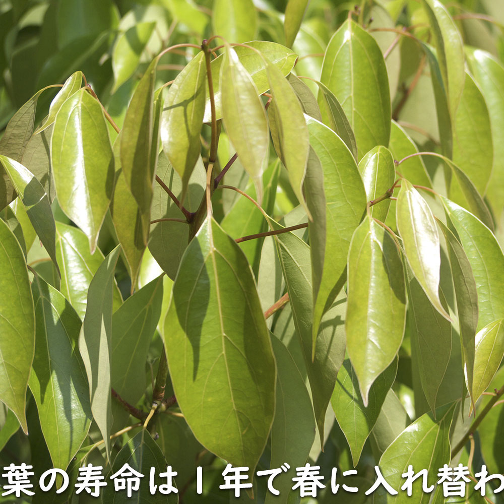 新入荷 クスノキ 1.2m 露地 2本 苗 【2017253109】 (13200円)