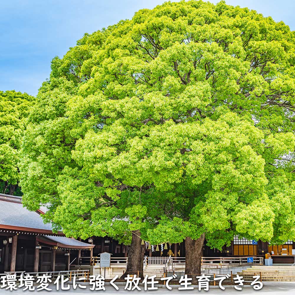 新入荷 クスノキ 1.2m 露地 2本 苗 【2017253109】 (13200円)