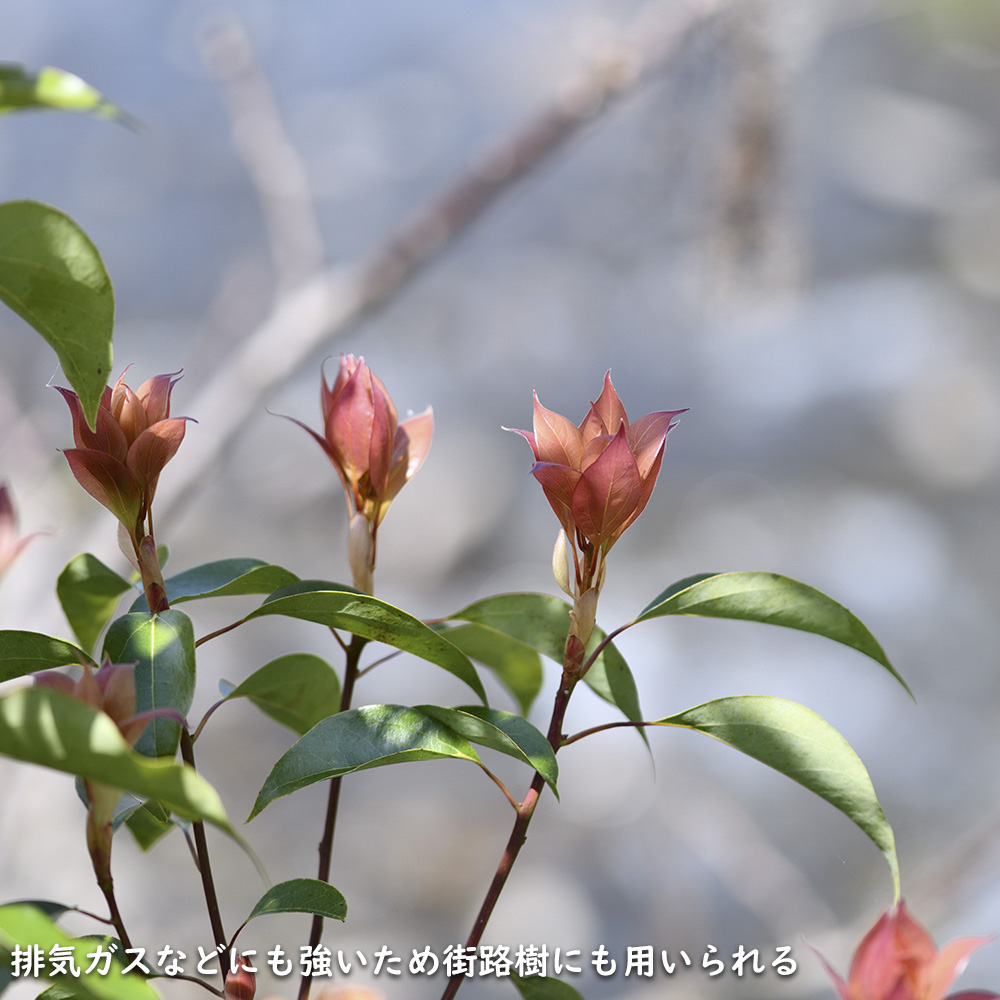 新入荷 クスノキ 1.2m 露地 2本 苗 【2017253109】 (13200円)